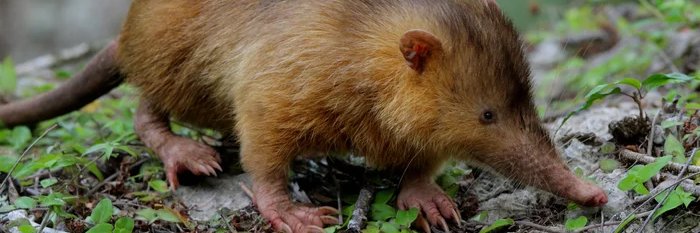 Solenodon on Solana banner
