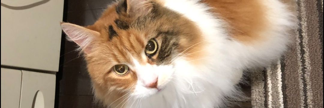 エクス⭐🐾 banner