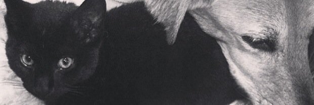 Ella_Mann's profile banner image