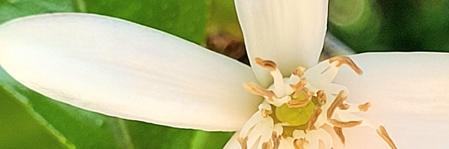 gorgodrl's profile banner image