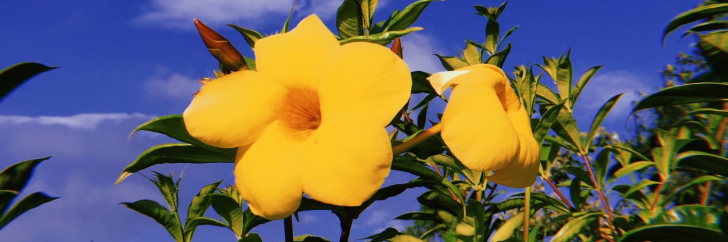novaputrir's profile banner image
