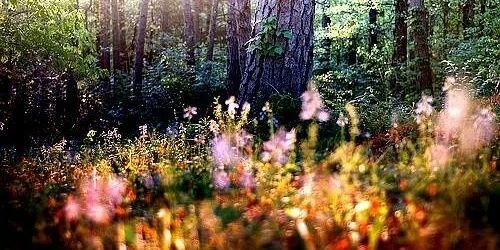 yrcapfed's profile banner image