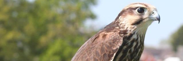 Hatton Country World banner