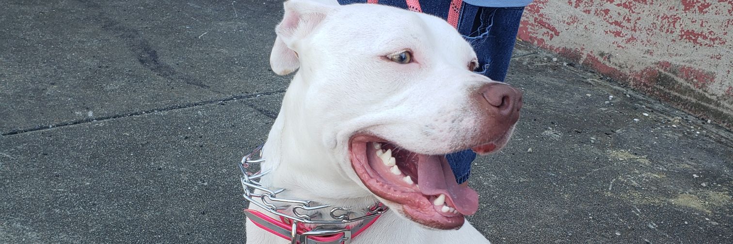 PkMcNolinClan banner