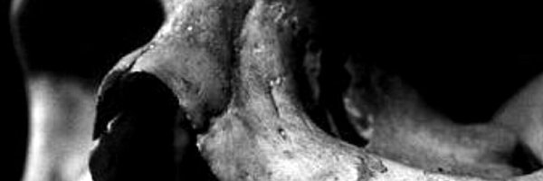 Novuslight Profile Banner