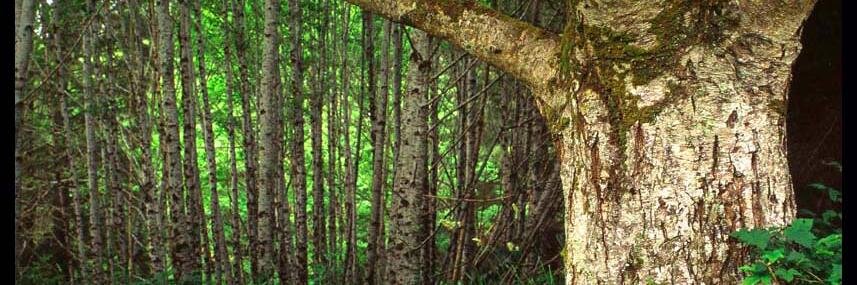 Steve Semelsberger banner