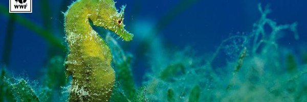 HollWWF Profile Banner