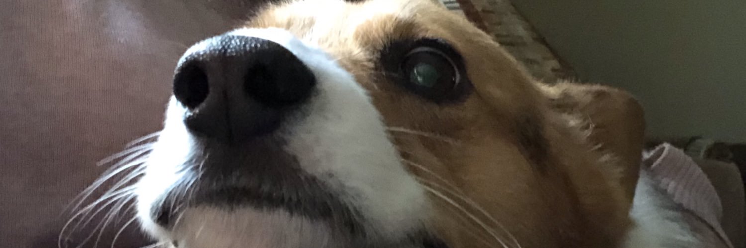 Jen🐶🐶😸🇺🇸 banner