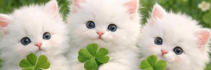 222🌻 banner