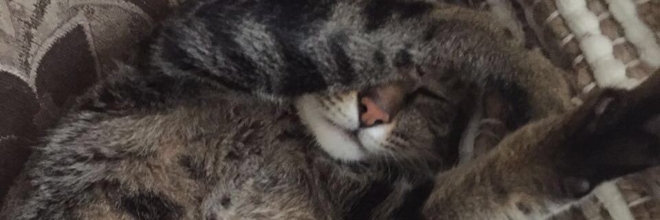 OmCdBeE's profile banner image
