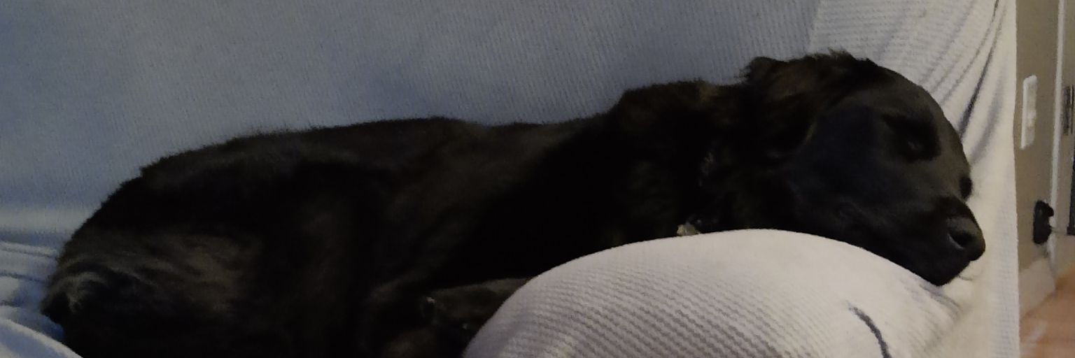 tigerdad74's profile banner image