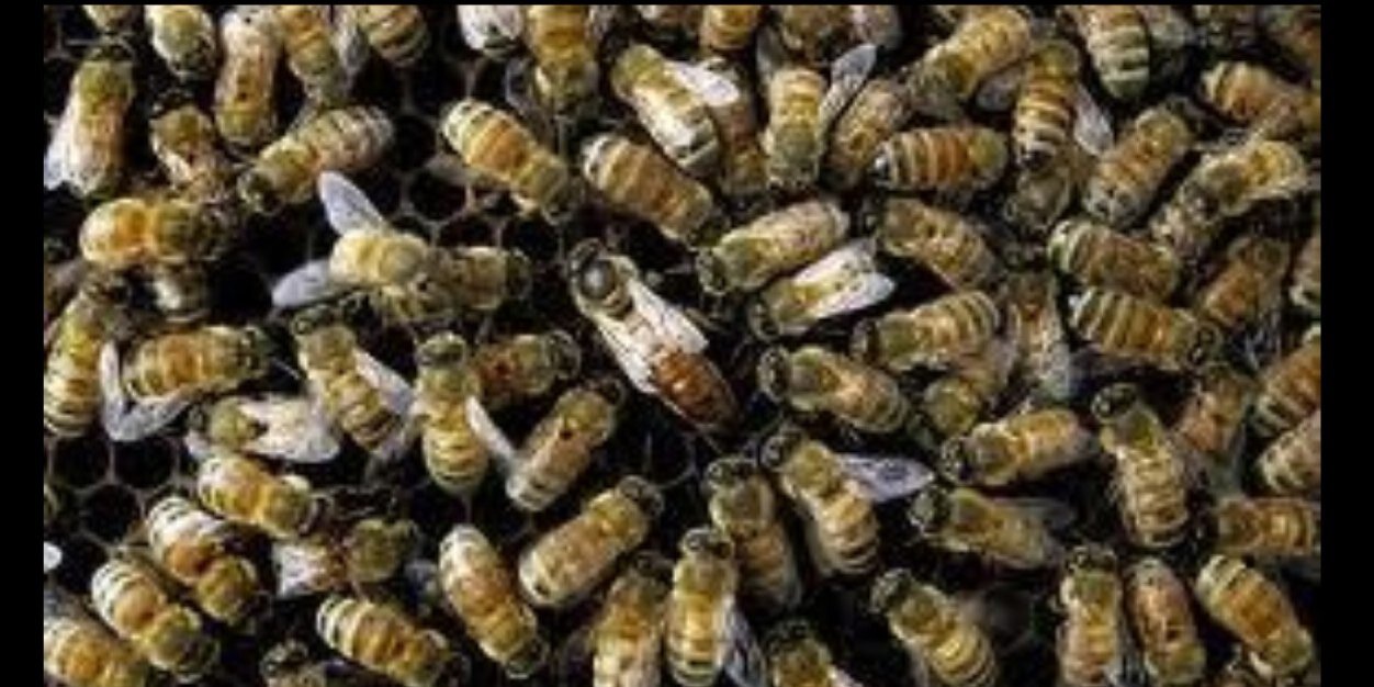 milo4bee's profile banner image