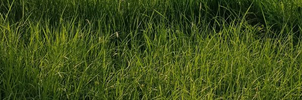 bazigar5473221 Profile Banner