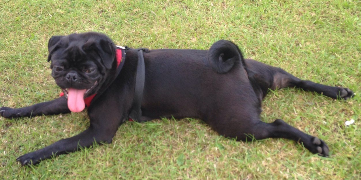 PugPugpolly's profile banner image