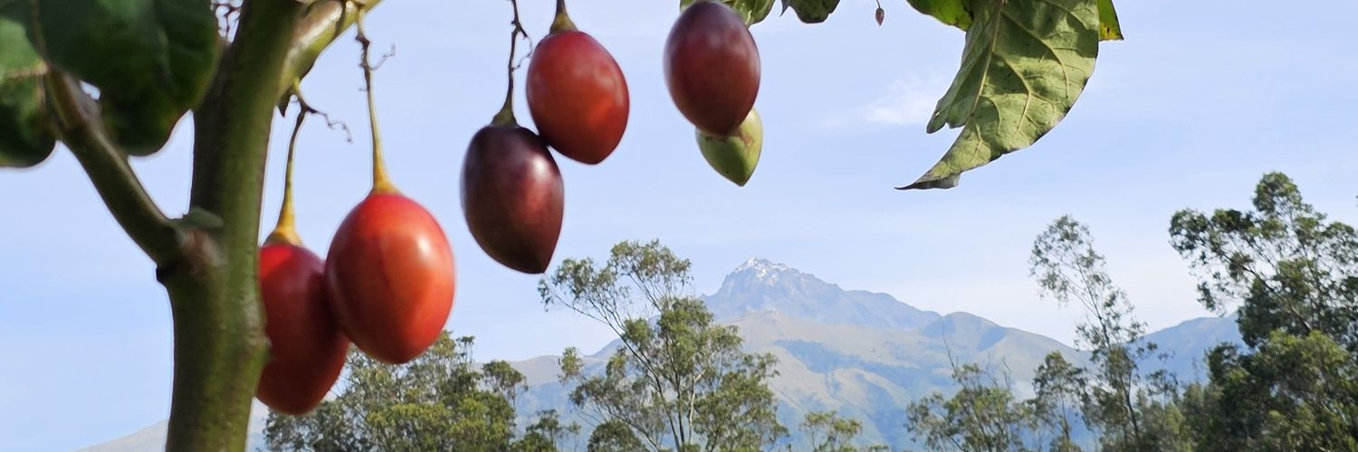 brkldes_criollo's profile banner image