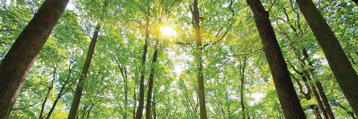 Forest Plotter banner