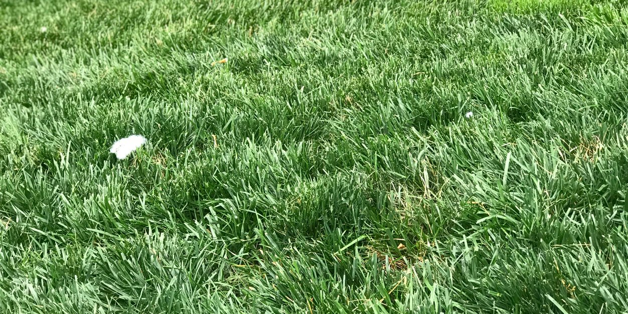 Alinda for now 🐶💐 banner