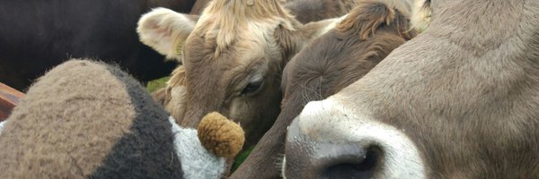 OlmyCoon Profile Banner