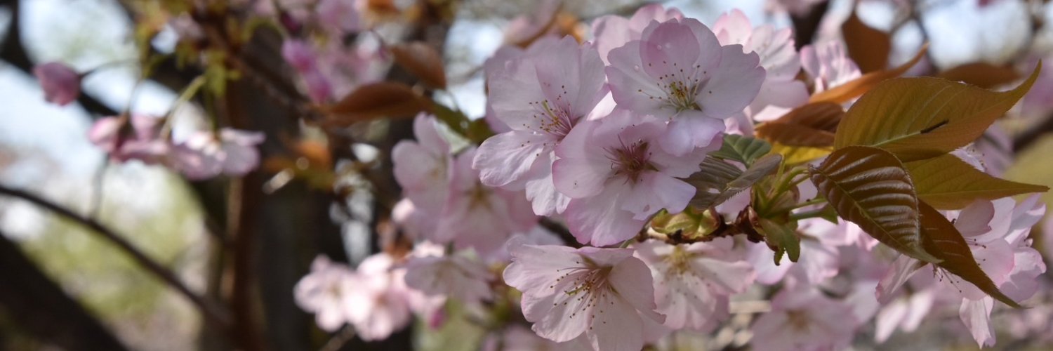 sayaka.komatsu@税理士🐹 banner