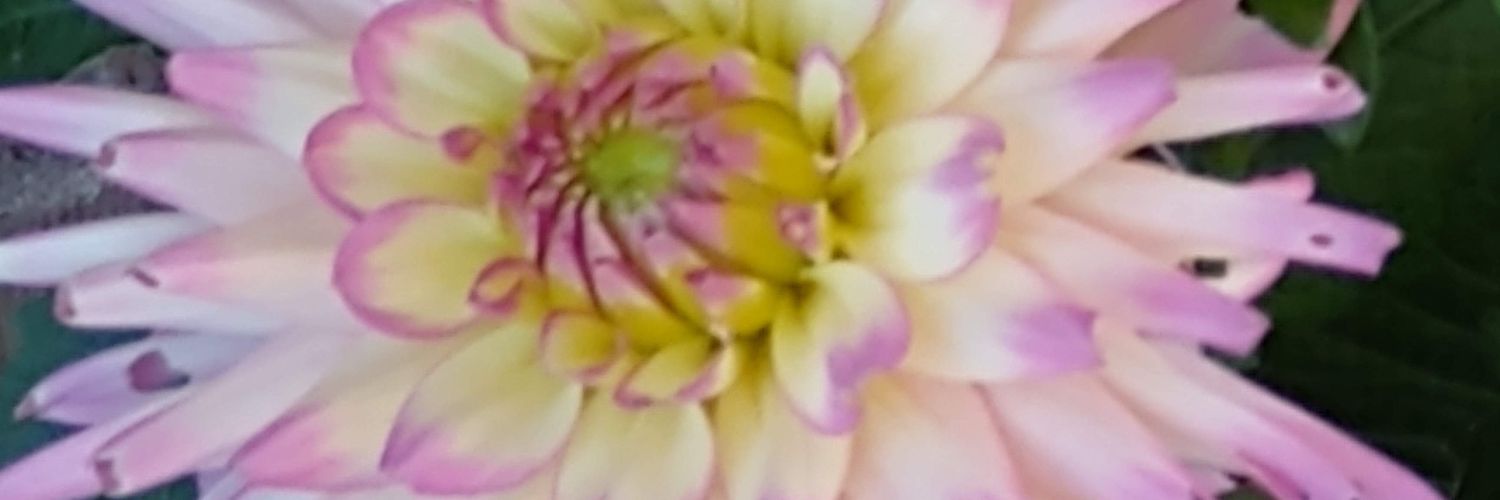 Topper Muldoon banner