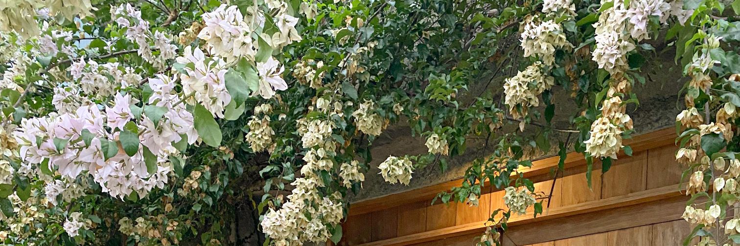 ~☆ﾟ.*･｡ﾟ banner