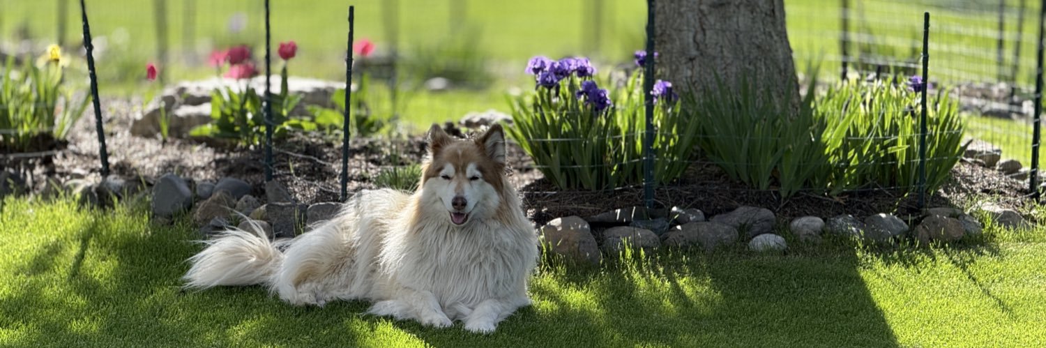Springdale Ranch banner
