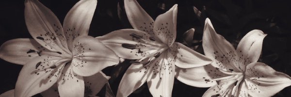 everlostletters Profile Banner