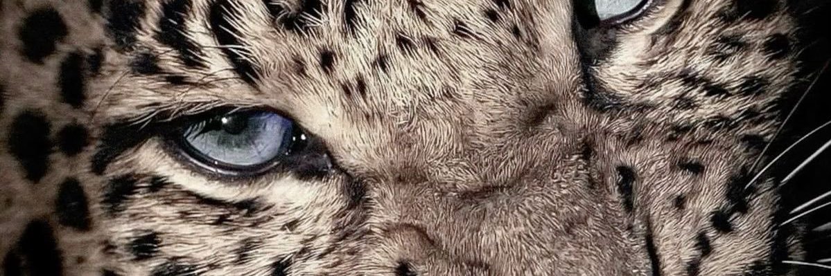 kanyedivergent banner