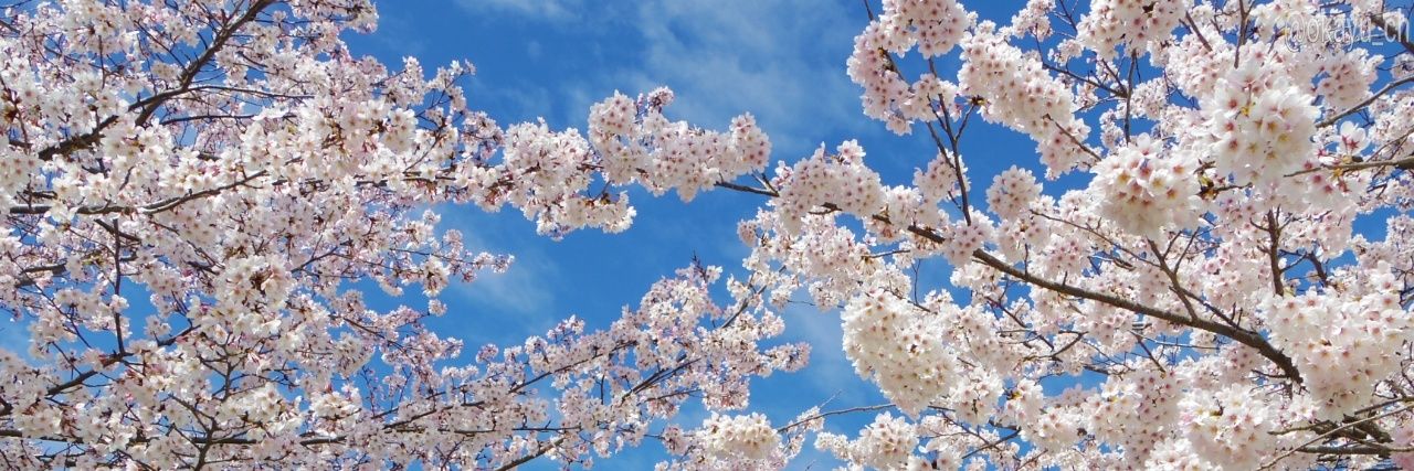 okayu_ch's profile banner image