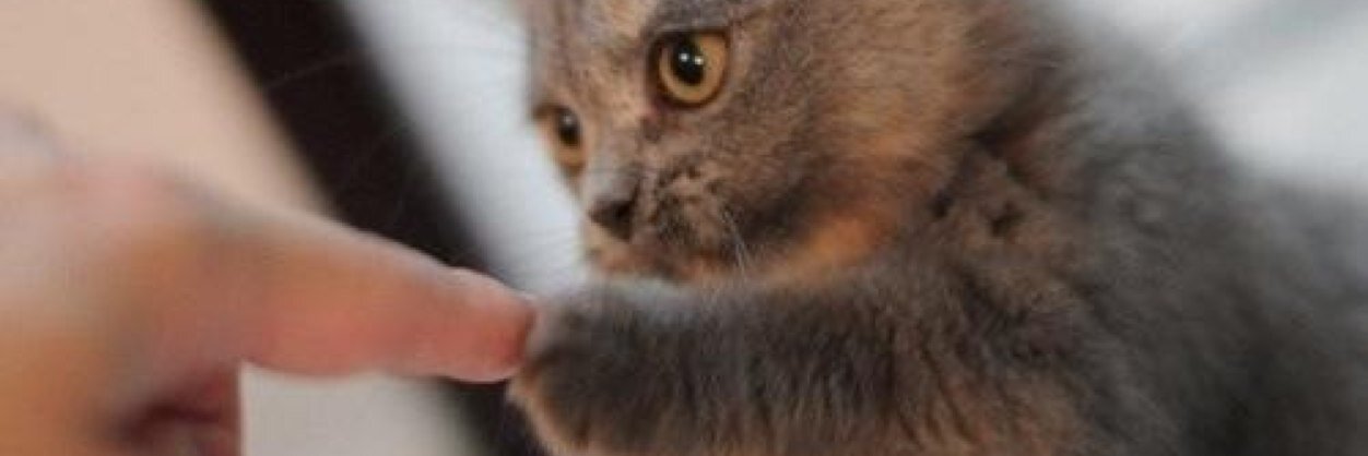 ImpossibleKitty's profile banner image