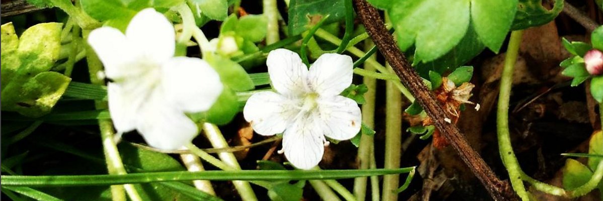 La_Lucerna's profile banner image