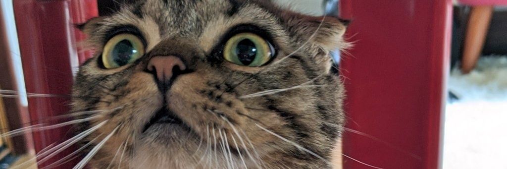 merry_kuma's profile banner image