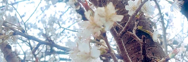 Citano_Yuki's profile banner image