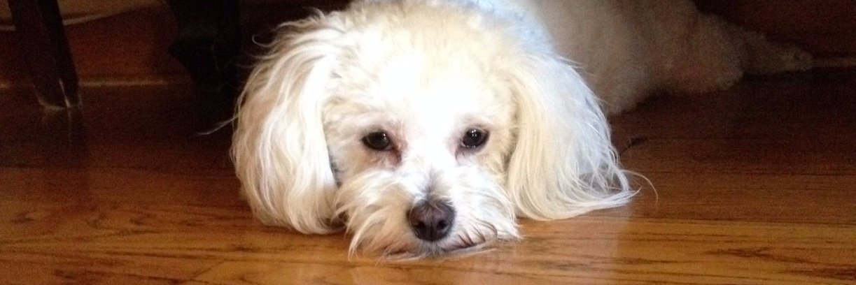 Johny bee Good banner