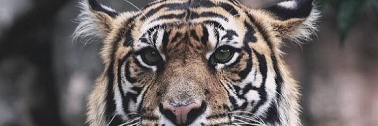 oliviuzz's profile banner image