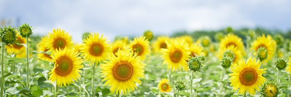 ROKI_marimoM Profile Banner