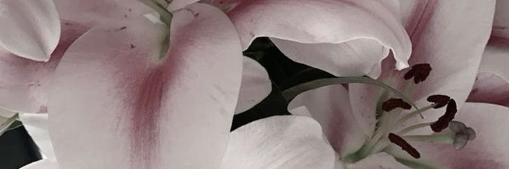 ִֶָ𓂃 miuw | @ after dm banner