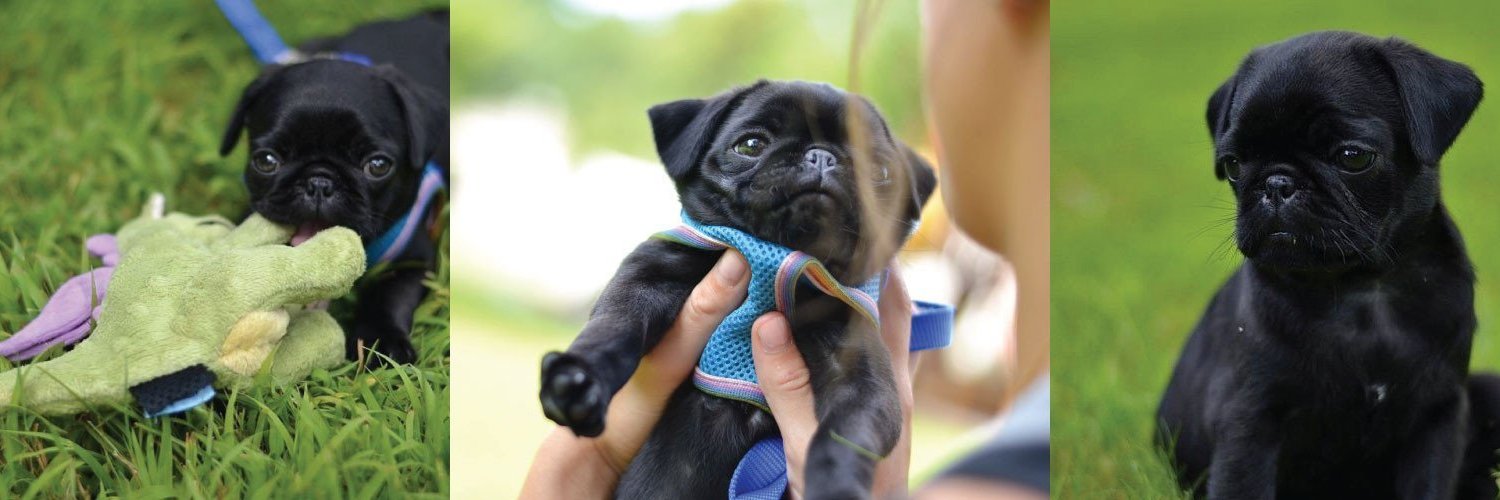 theblackpug's profile banner image