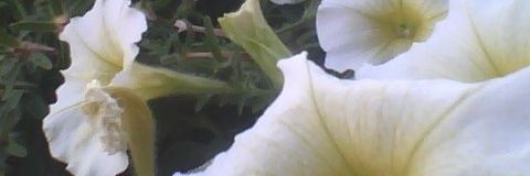 Archany101's profile banner image