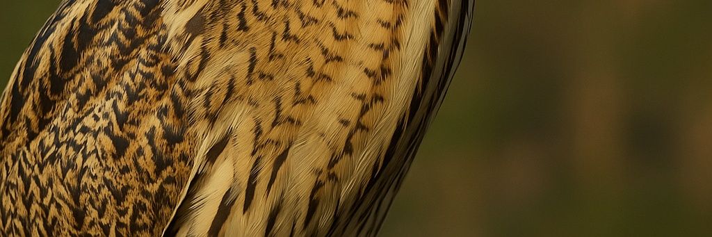 Butor_off's profile banner image