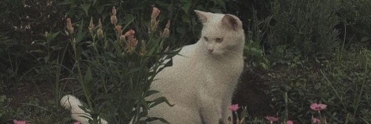 Whisperfeline's profile banner image