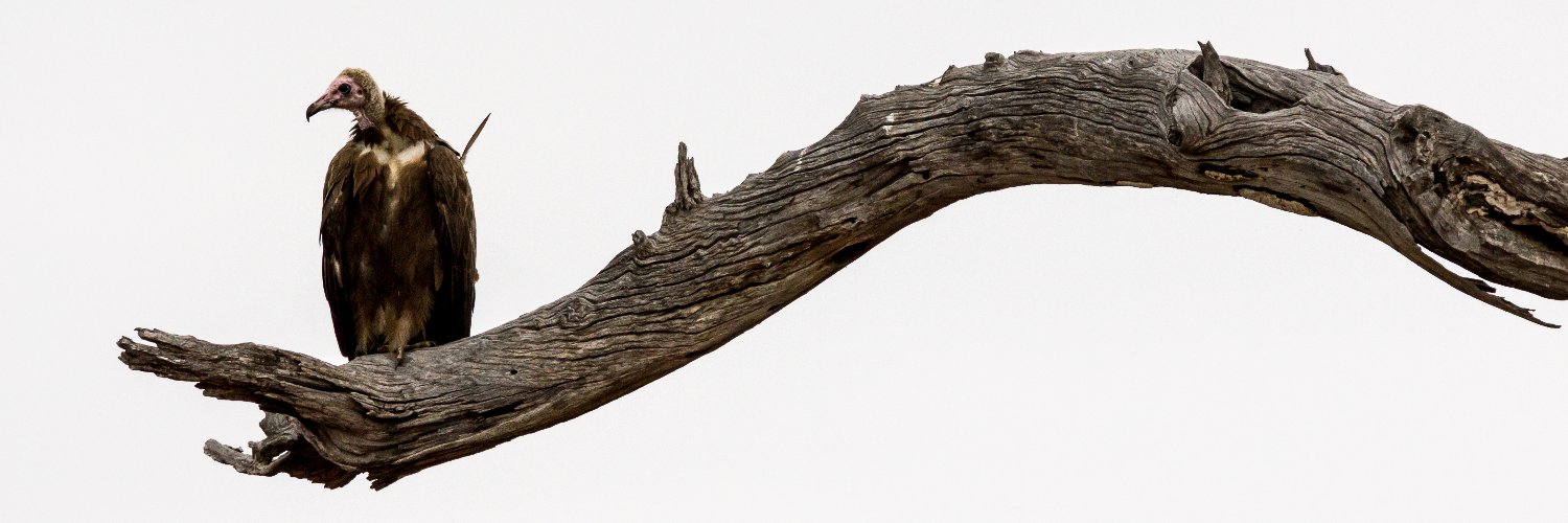 VulturePoster's profile banner image