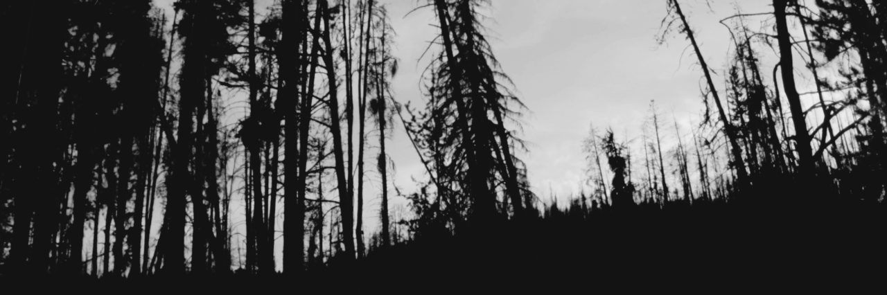 zaynnlaughs's profile banner image