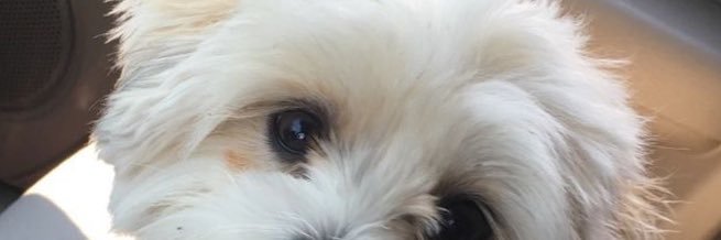 avaadams65's profile banner image