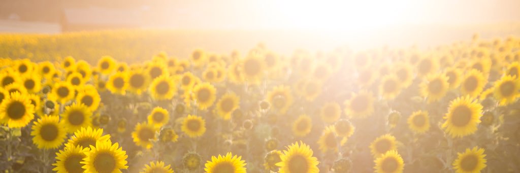 NicVarady's profile banner image