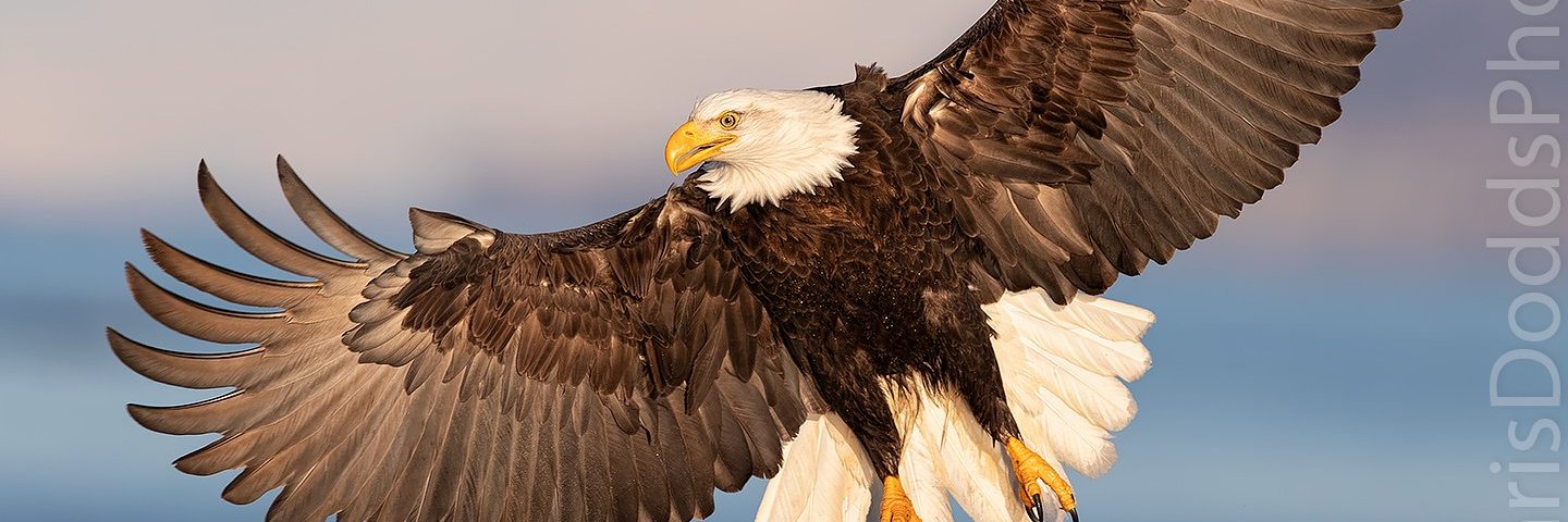 EagleG24975's profile banner image