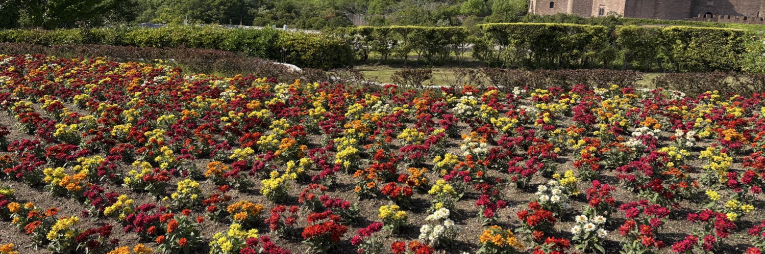 カラスウリ banner