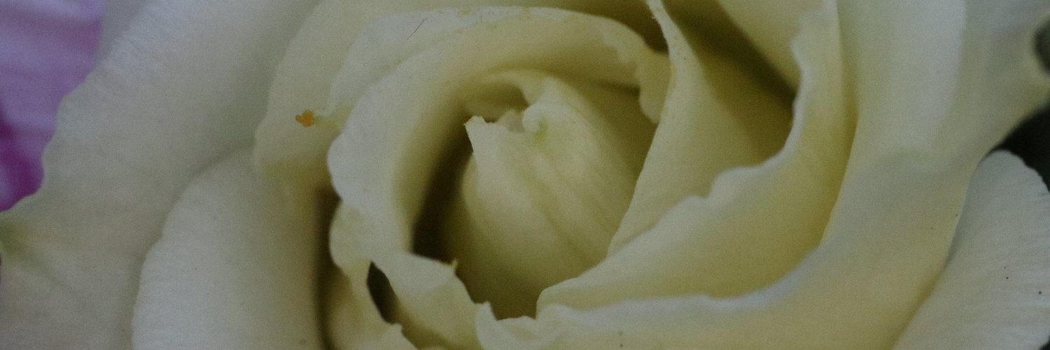 SJF455's profile banner image