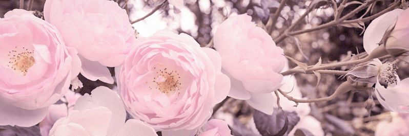 🎀 banner