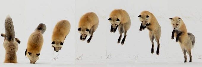 palinnploy's profile banner image